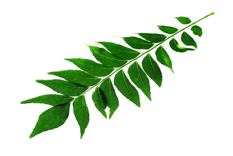Image result for curry leaves